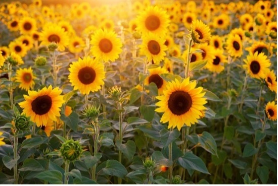 Champ de tournesols